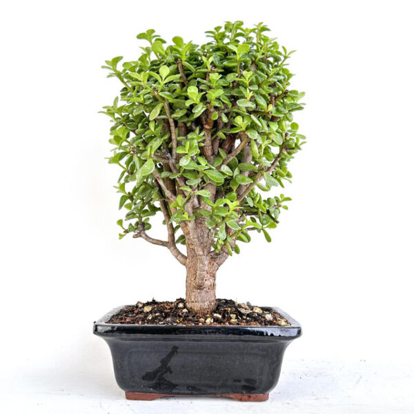 cork bark jade bonsai, Portulacaria afra 'Frank', jade bonsai tree, broadleaf evergreen bonsai, 17 inch cork bark jade, black rectangle bonsai pot, artist curated bonsai, premium bonsai tree