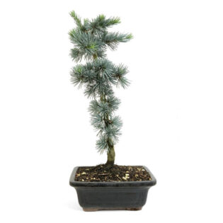 blue atlas cedar bonsai, Cedrus atlantica 'Glauca', evergreen bonsai, blue-green foliage bonsai, indoor bonsai, outdoor bonsai, conifer bonsai, bonsai tree care, bonsai maintenance, blue cedar bonsai