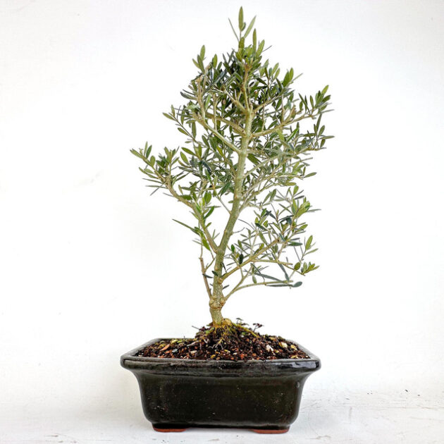 Olea Oleaster bonsai, Olea Oleaster tree, broadleaf evergreen bonsai, curated bonsai tree, Jason Chan bonsai, mature bonsai tree, 20-inch bonsai, black rectangle pot bonsai, artistic bonsai tree