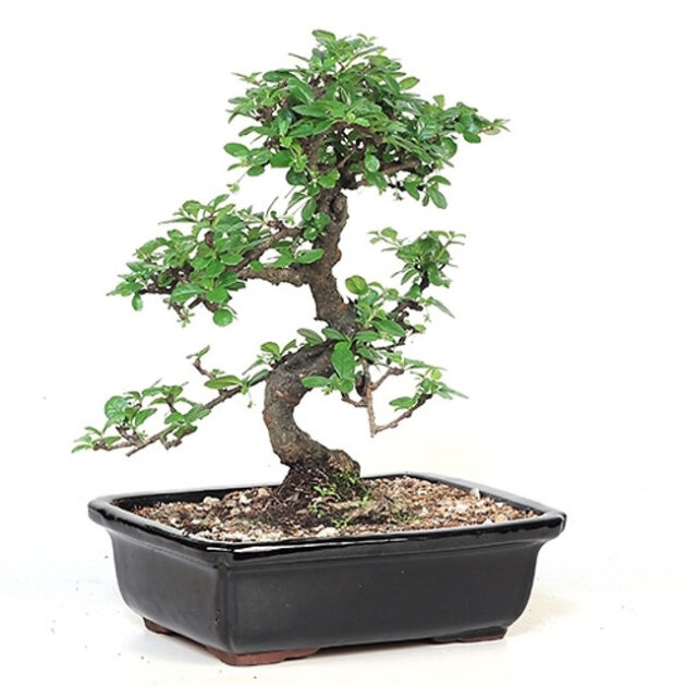 Large Flowering Tea Tree (Fukien Tea) boasts glossy leaves and year-round blooms. Ideal for bonsai, it adds elegance and tranquility to any space.