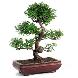 grand chinese elm bonsai, ulmus parvifolia bonsai, chinese elm bonsai, bonsai tree, indoor bonsai, outdoor bonsai, elegant bonsai, resilient bonsai, miniature tree, bonsai care, decorative bonsai, bonsai plant