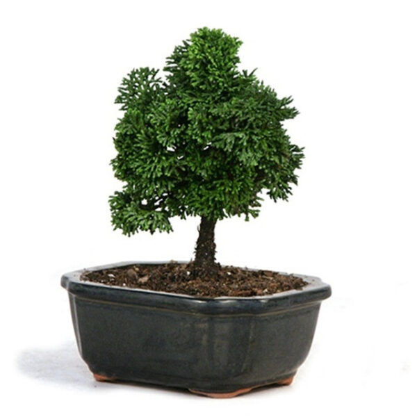 Hinoki Cypress Bonsai, Chamaecyparis obtusa, evergreen bonsai, Japanese bonsai, conifer bonsai, indoor bonsai, outdoor bonsai, bonsai care, bonsai pruning, decorative bonsai, small bonsai tree, elegant bonsai, bonsai foliage, miniature cypress bonsai, beginner bonsai