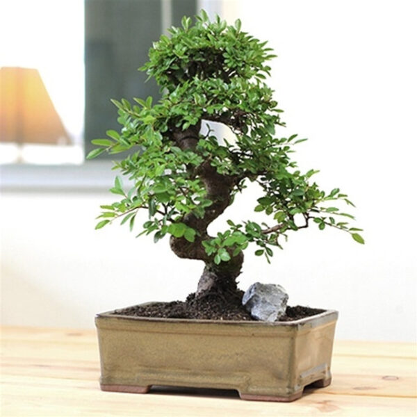 Chinese Elm Bonsai, Limited Pot Chinese Elm, Ulmus parvifolia bonsai, elegant bonsai tree, indoor bonsai, outdoor bonsai, decorative bonsai pot, glossy leaf bonsai, resilient bonsai, low-maintenance bonsai