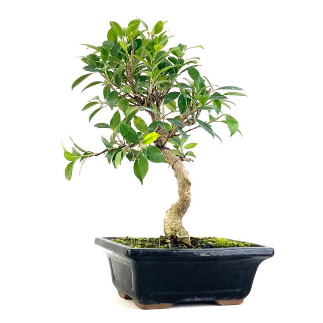 Enhance your space with Golden Gate Ficus (Ficus microcarpa). This vibrant indoor plant features glossy leaves and a striking appearance.