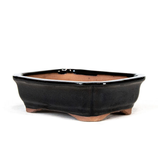 Elevate your bonsai with our 6" Rectangle Pot in Black. Ideal for showcasing bonsai trees beautifully. Crafted for durability and aesthetic appeal.