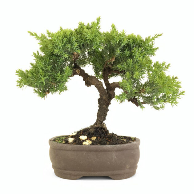 Juniperus procumbens Nana bonsai, Juniper bonsai tree, evergreen conifer bonsai, Juniper bonsai care, 10-inch Juniper bonsai, 6-inch unglazed pot, low-maintenance bonsai