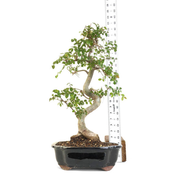 Enhance your landscape with Chinese Elm (Ulmus parvifolia): a resilient, ornamental tree admired for its adaptability and year-round beauty.