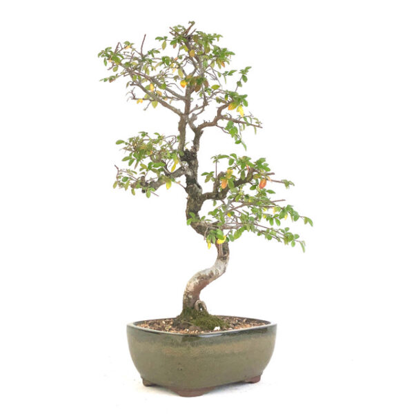 Discover the beauty of Chinese Elm (Ulmus parvifolia): a resilient, ornamental tree with year-round appeal. Perfect for urban and landscape settings.