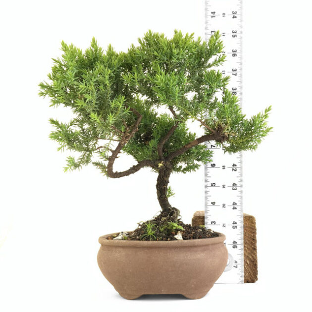 Discover Juniperus procumbens 'nana', a stunning dwarf juniper ideal for bonsai and ground cover. Perfect for small spaces and year-round beauty.