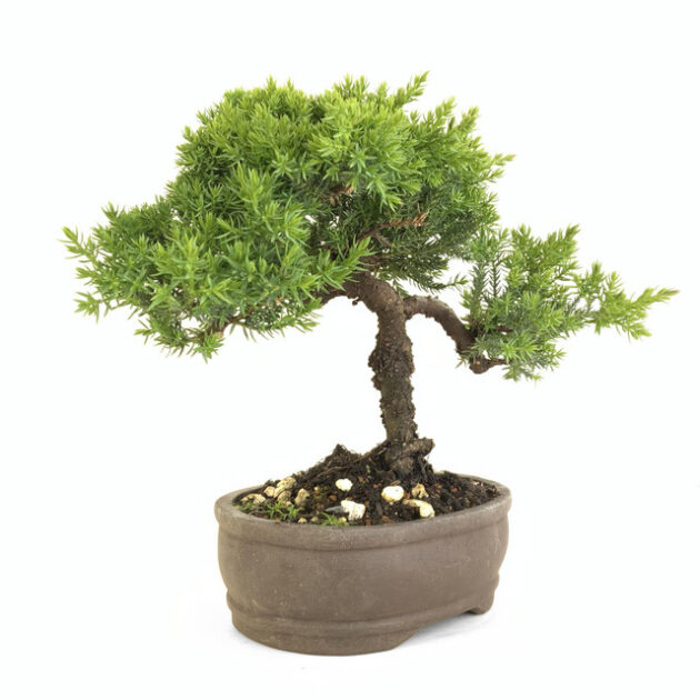 Enhance your garden with Juniperus procumbens 'nana'. This dwarf juniper boasts vibrant foliage, perfect for small spaces and bonsai enthusiasts.