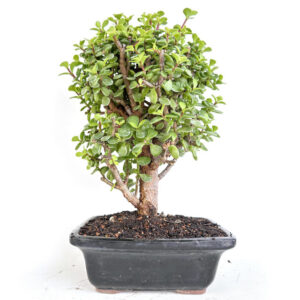 Portulacaria afra cork bark bonsai, Portulacaria afra bonsai tree, cork bark jade bonsai, Portulacaria afra 'Frank', broadleaf evergreen bonsai, 17 inch Portulacaria afra, black rectangle pot bonsai, artist curated bonsai, Portulacaria afra care, bonsai tree maintenance