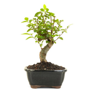 shoihn chinese elm bonsai, miniature chinese elm bonsai, small bonsai tree, Ulmus parvifolia bonsai, indoor bonsai tree, outdoor bonsai tree, elegant bonsai, compact bonsai, bonsai tree with seasonal leaves, beginner bonsai tree, traditional bonsai, detailed bonsai tree, unique bonsai shapes