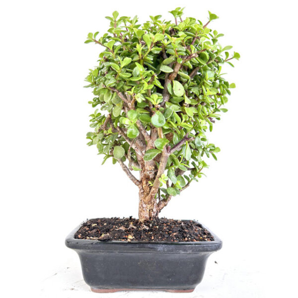 Discover Cork Bark Jade Portulacaria afra 'Frank': A resilient succulent with unique cork-like bark, perfect for indoor and outdoor gardens.