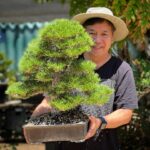 Bonsai tree care tips, Best bonsai trees for beginners, How to prune a bonsai tree, Indoor bonsai tree guide, Bonsai tree species explained, Bonsai tree maintenance hacks, Buy bonsai trees online, Bonsai tree pot selection, DIY bonsai tree projects, Bonsai tree shaping techniques