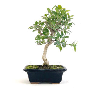 Golden Gate Ficus bonsai, Ficus microcarpa bonsai, Golden Gate Ficus tree, Broadleaf evergreen bonsai, 26-inch Ficus bonsai, Ficus microcarpa 12-inch pot, Indoor Ficus bonsai, Ficus bonsai care, Ficus microcarpa tree, Golden Gate Ficus maintenance