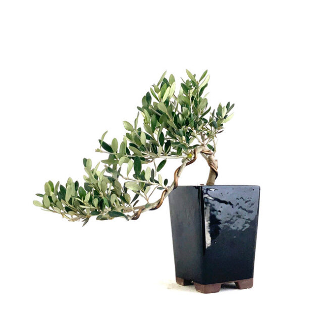 Enhance your garden with Little Ollie Olive Cascade (Olea europaea). This compact variety offers elegant cascading branches and resilient foliage.