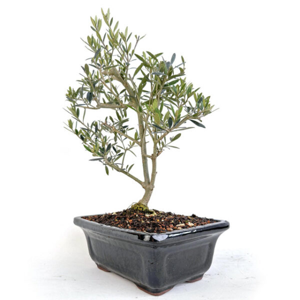 Discover Olea Oleaster, a versatile evergreen shrub known for its drought tolerance and ornamental value. Perfect for gardens and landscapes.