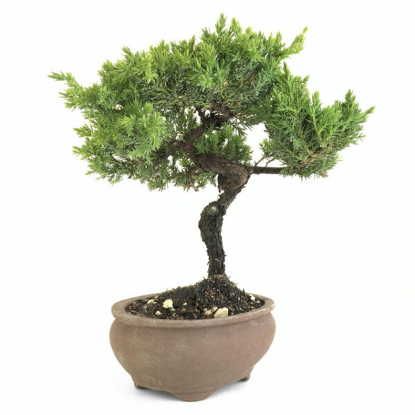 Discover Juniperus procumbens 'nana', a stunning dwarf juniper ideal for bonsai and ground cover. Perfect for small spaces and year-round beauty.