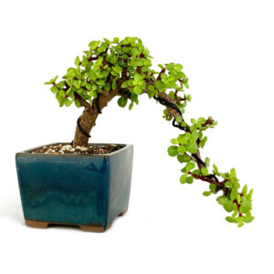 Cascade Jade Bonsai, Crassula ovata bonsai, cascading jade plant, jade bonsai tree, succulent bonsai, indoor bonsai plant, evergreen bonsai, Crassula bonsai, miniature jade plant, bonsai with cascading leaves, jade plant bonsai care, ornamental jade bonsai, decorative jade bonsai, bonsai plant with succulent leaves, beginner bonsai tree, jade bonsai with red edges, jade bonsai indoor, Crassula ovata care, cascading bonsai plant, jade bonsai specifications