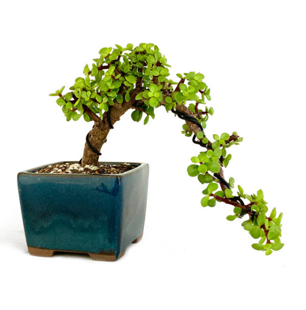 Cascade Jade Bonsai, Crassula ovata bonsai, cascading jade plant, jade bonsai tree, succulent bonsai, indoor bonsai plant, evergreen bonsai, Crassula bonsai, miniature jade plant, bonsai with cascading leaves, jade plant bonsai care, ornamental jade bonsai, decorative jade bonsai, bonsai plant with succulent leaves, beginner bonsai tree, jade bonsai with red edges, jade bonsai indoor, Crassula ovata care, cascading bonsai plant, jade bonsai specifications