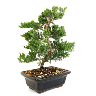 juniper bonsai, trained juniper bonsai, Juniperus procumbens 'Nana', bonsai tree, miniature juniper, indoor bonsai, outdoor bonsai, cascading branches, bonsai care, bonsai art