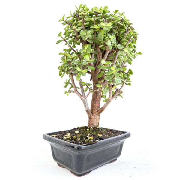 Discover Cork Bark Jade Portulacaria afra 'Frank': A resilient succulent with unique cork-like bark, perfect for indoor and outdoor gardens.