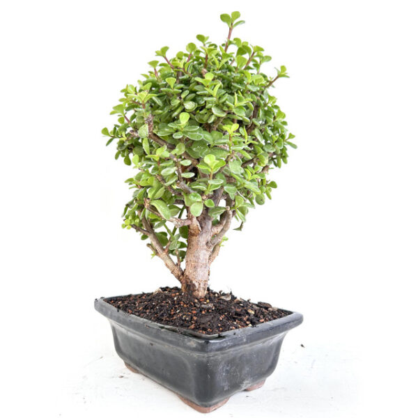 Discover Cork Bark Jade Portulacaria afra 'Frank': A resilient succulent with unique cork-like bark, perfect for indoor and outdoor gardens.