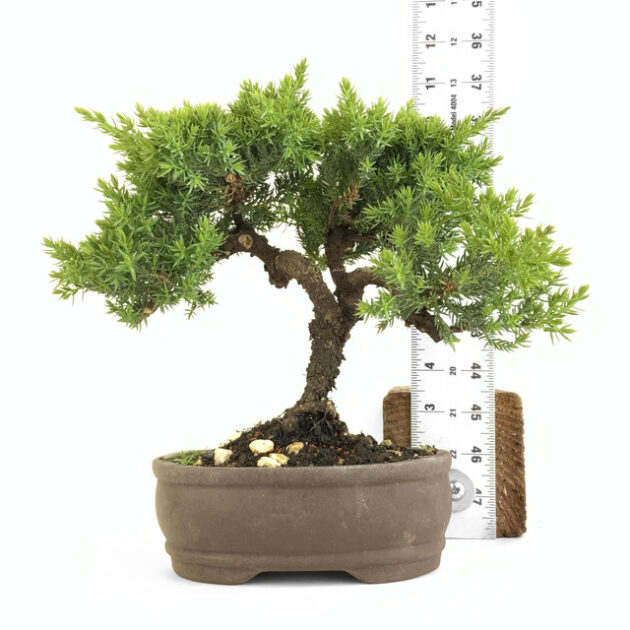 Enhance your garden with Juniperus procumbens 'nana'. This dwarf juniper boasts vibrant foliage, perfect for small spaces and bonsai enthusiasts.