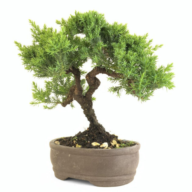 Enhance your garden with Juniperus procumbens 'nana'. This dwarf juniper boasts vibrant foliage, perfect for small spaces and bonsai enthusiasts.