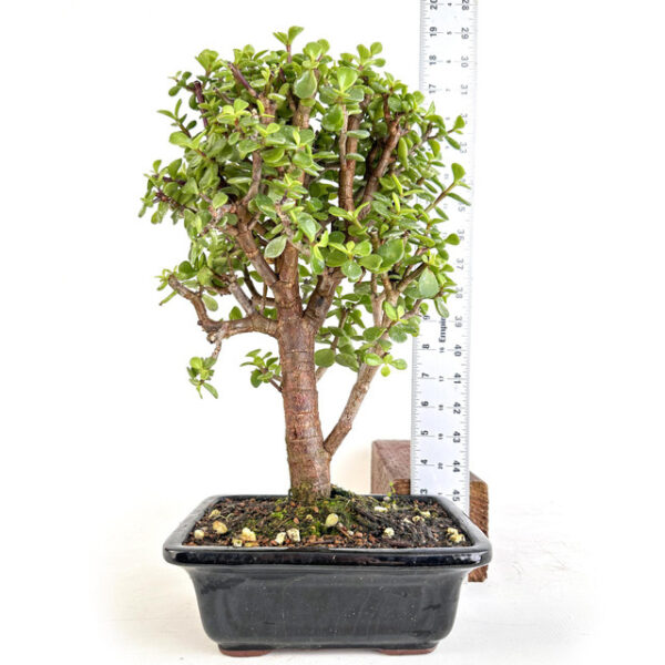 Discover Cork Bark Jade Portulacaria afra 'Frank': A resilient succulent with unique cork-like bark, perfect for indoor and outdoor gardens.