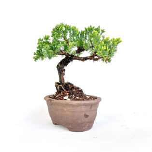 Juniperus Procumbens Nana bonsai, Juniper bonsai tree, Procumbens Juniper, conifer evergreen bonsai, 12 inch bonsai, 6 inch bonsai pot, cascading bonsai, curated bonsai tree, evergreen Juniper bonsai