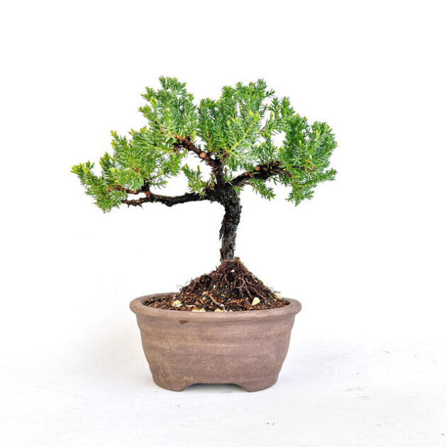 Discover Juniperus procumbens 'nana', a stunning dwarf juniper ideal for bonsai and ground cover. Perfect for small spaces and year-round beauty.