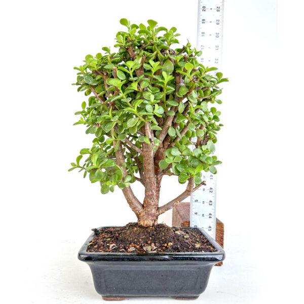 Discover Cork Bark Jade Portulacaria afra 'Frank': A resilient succulent with unique cork-like bark, perfect for indoor and outdoor gardens.