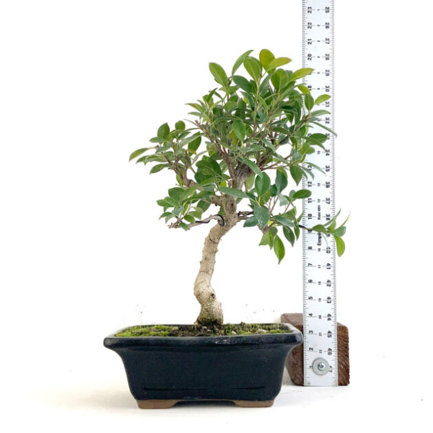 Enhance your space with Golden Gate Ficus (Ficus microcarpa). This vibrant indoor plant features glossy leaves and a striking appearance.