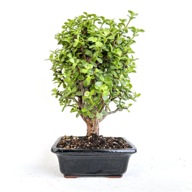 Discover Cork Bark Jade Portulacaria afra 'Frank' - a stunning succulent with unique cork-like bark and glossy green leaves. Perfect for indoor and outdoor gardens!