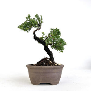 Juniperus Procumbens Nana bonsai, 13-inch Juniperus bonsai, cascading Juniper bonsai, evergreen bonsai tree, unglazed bonsai pot, conifer bonsai, curated bonsai tree, Juniperus Procumbens bonsai, bonsai tree 6-inch pot, cascading evergreen bonsai