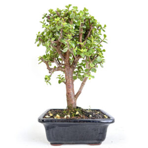 Portulacaria afra bonsai, Cork Bark Jade bonsai, Portulacaria afra 'Frank', Cork Bark Jade 'Frank', Dwarf Jade Plant bonsai, Elephant Bush bonsai, succulent bonsai, broadleaf evergreen bonsai, indoor succulent bonsai, outdoor succulent bonsai