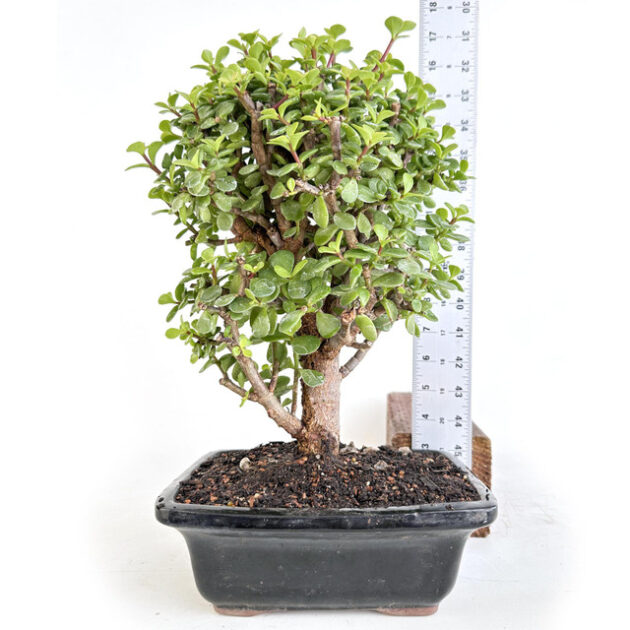 Discover Cork Bark Jade Portulacaria afra 'Frank': A resilient succulent with unique cork-like bark, perfect for indoor and outdoor gardens.