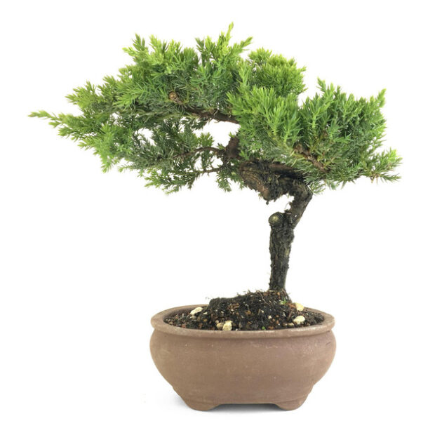 cascading juniper bonsai, evergreen conifer bonsai, 11 inch juniper bonsai, 6 inch unglazed oval pot, artist curated bonsai, Jason Chan bonsai, cascading bonsai tree, juniper bonsai tree, bonsai maintenance, Juniperus bonsai