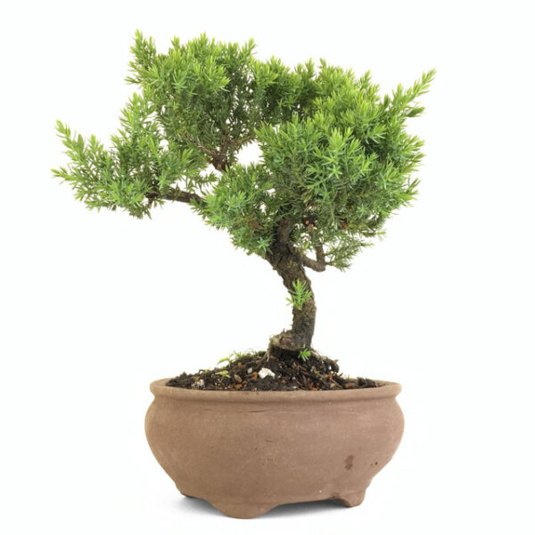 Discover Juniperus procumbens 'nana', a stunning dwarf juniper ideal for bonsai and ground cover. Perfect for small spaces and year-round beauty.