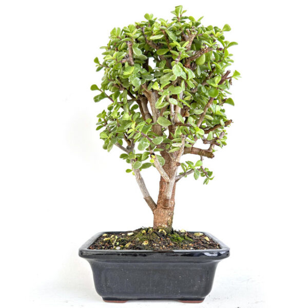 Discover Cork Bark Jade Portulacaria afra 'Frank': A resilient succulent with unique cork-like bark, perfect for indoor and outdoor gardens.