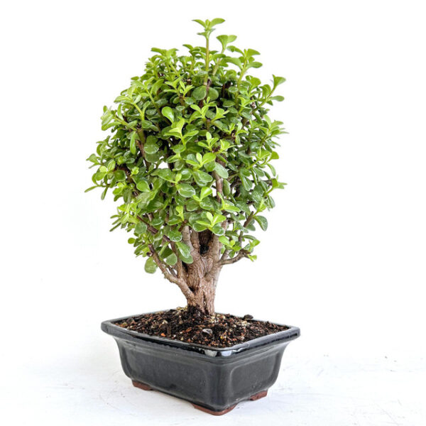 Discover Cork Bark Jade Portulacaria afra 'Frank' - a stunning succulent with unique cork-like bark and glossy green leaves. Perfect for indoor and outdoor gardens!