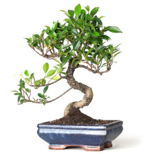 Golden Gate Ficus, Ficus microcarpa 'Golden Gate', bonsai, indoor plant, variegated leaves, glossy foliage, aerial roots, compact bonsai, tropical plant, resilient bonsai, ornamental plant, vibrant foliage, bonsai tree, Golden Gate Ficus care, bonsai cultivation