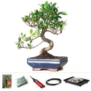 Golden Gate Ficus, Ficus microcarpa, bonsai starter kit, indoor plant kit, beginner bonsai, Ficus bonsai, Golden Gate Ficus care, bonsai tools, humidity tray, bonsai fertilizer, bonsai shears, bonsai training wire, Ficus microcarpa Golden Gate