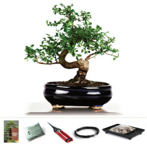 Chinese Elm bonsai kit, bonsai starter kit, Ulmus parvifolia bonsai, bonsai tree kit, indoor bonsai tree, outdoor bonsai, bonsai tools, bonsai care kit, beginner bonsai kit, Chinese Elm care guide