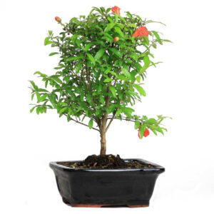 pomegranate bonsai, miniature pomegranate tree, bonsai pomegranate plant, pomegranate bonsai care, Punica granatum bonsai, flowering bonsai tree, indoor pomegranate bonsai, compact pomegranate tree, decorative pomegranate bonsai, pomegranate bonsai cultivation