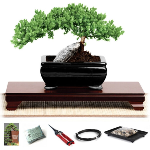 rock juniper starter kit, Juniperus rigida, rock juniper bonsai, blue-green juniper foliage, garden privacy screens, garden borders, low-maintenance shrubs, outdoor landscaping, bonsai tree kit, juniper bonsai care, gardening tools, juniper planting guide, evergreen shrubs, garden starter kit