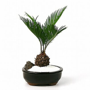 Sago Palm Bonsai, Cycas Revoluta Bonsai, Miniature Palm Bonsai, Tropical Bonsai Tree, Elegant Bonsai Plant, Indoor Palm Bonsai, Ceramic Pot Bonsai, Low Maintenance Bonsai, Dark Green Fronds Bonsai, Sago Palm with Gravel