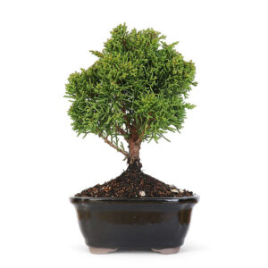 Shohin Shimpaku Juniper bonsai, miniature juniper bonsai, Juniperus chinensis 'Shimpaku', bonsai tree with fine foliage, compact bonsai tree, blue-green juniper bonsai, evergreen bonsai, Japanese bonsai tree, indoor bonsai display, outdoor bonsai garden