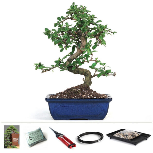 flowering tea tree starter kit, Carmona retusa bonsai, Fukien tea tree, indoor bonsai kit, bonsai tree care, bonsai pruning tools, bonsai training wire, humidity tray for bonsai, beginner bonsai kit, flowering bonsai tree